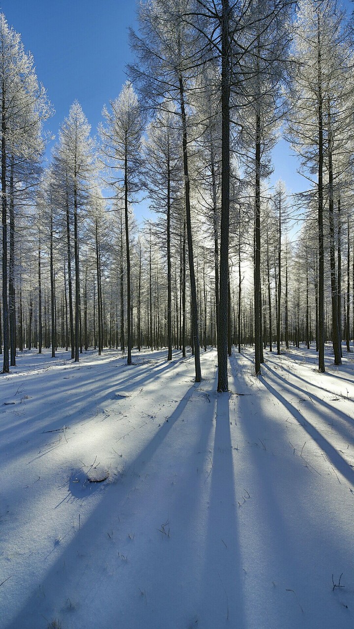 snow and trees