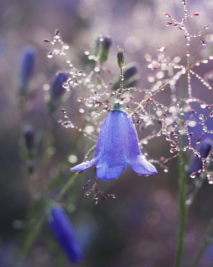 Bluebell & DewDrop