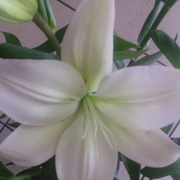 lillium #fiore #stupendo