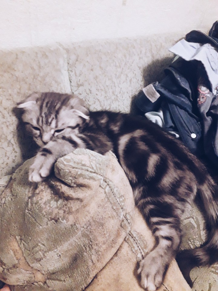 Котики