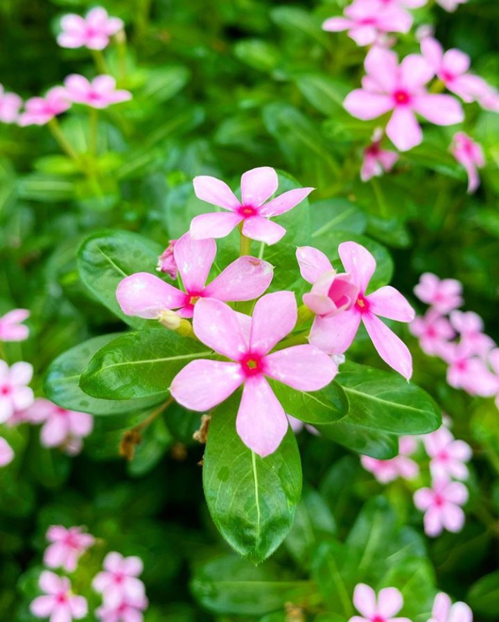 ღ✿◠‿◠✿ღ