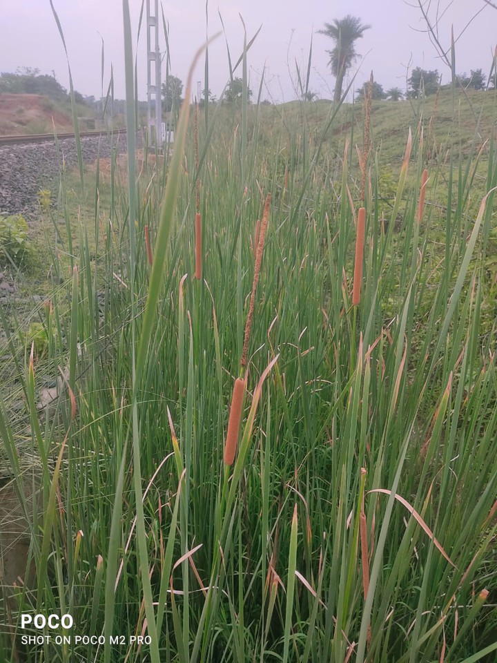 cattail