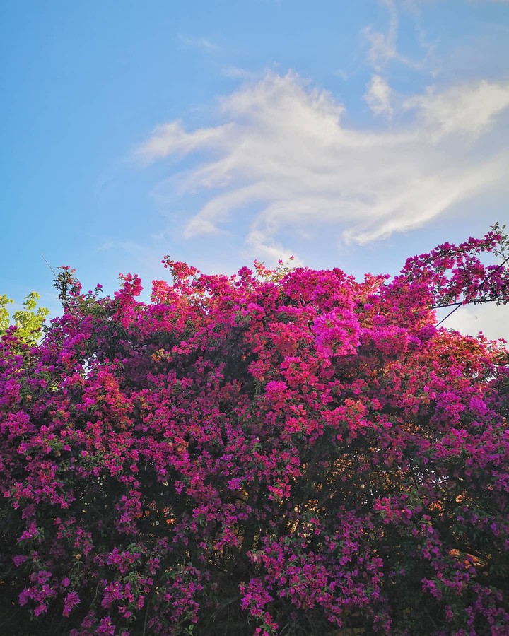 flowers
