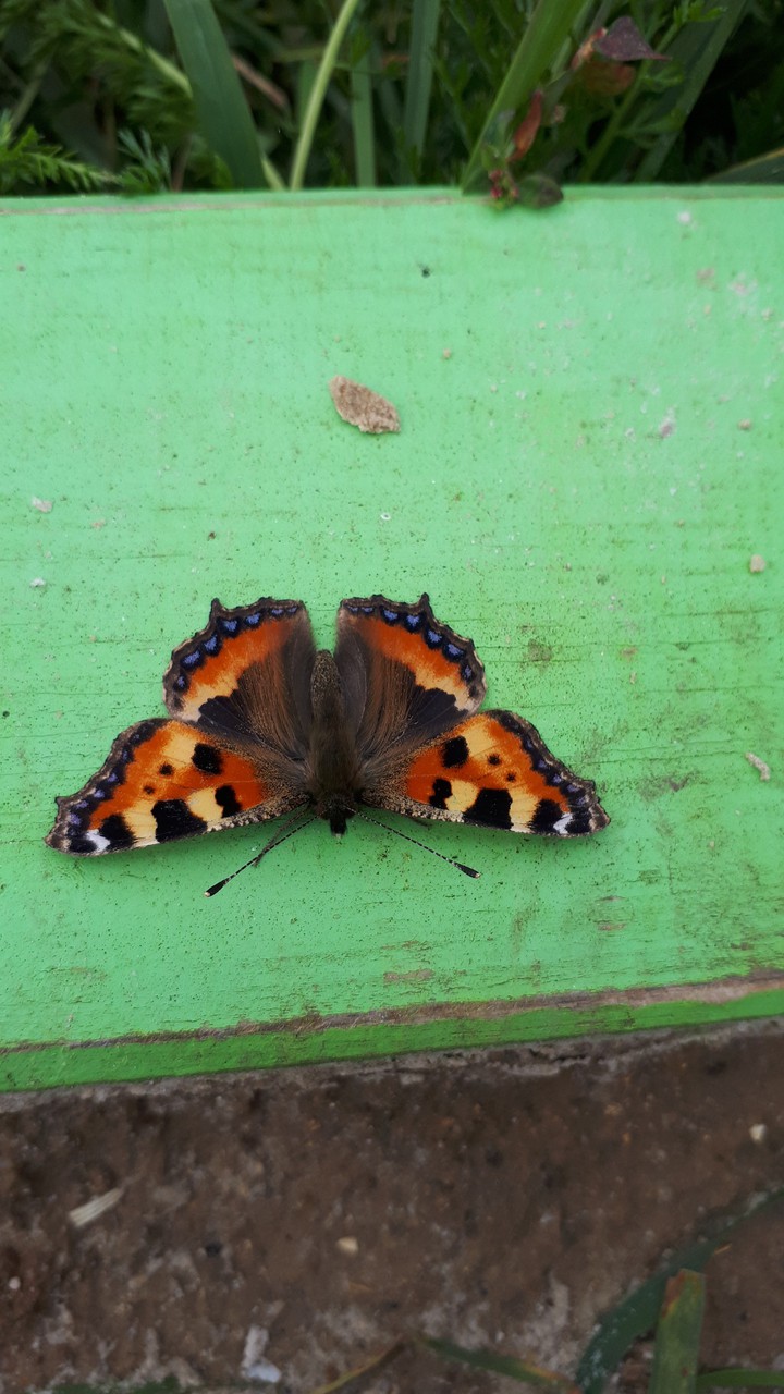 butterfly