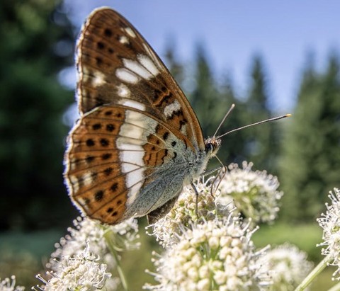 fonds d'écran moth, admirals