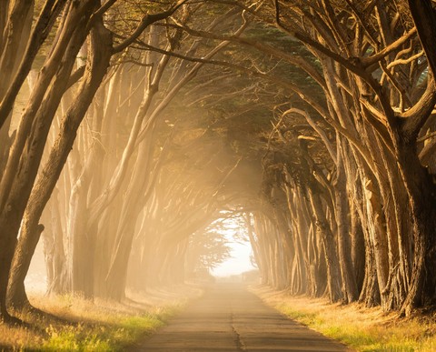 tree, landscapes Hintergrundbilder