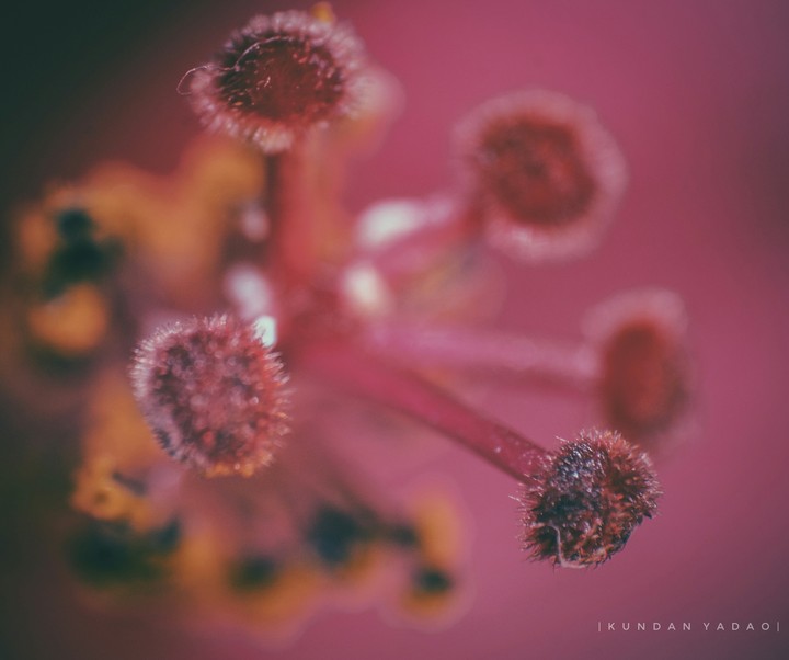 Macro By Kundan Yadao