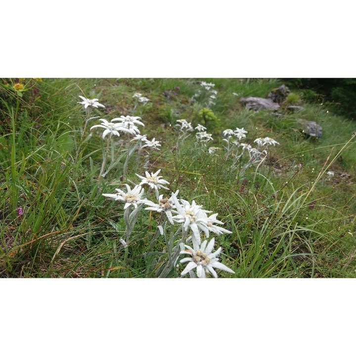 more flowers
