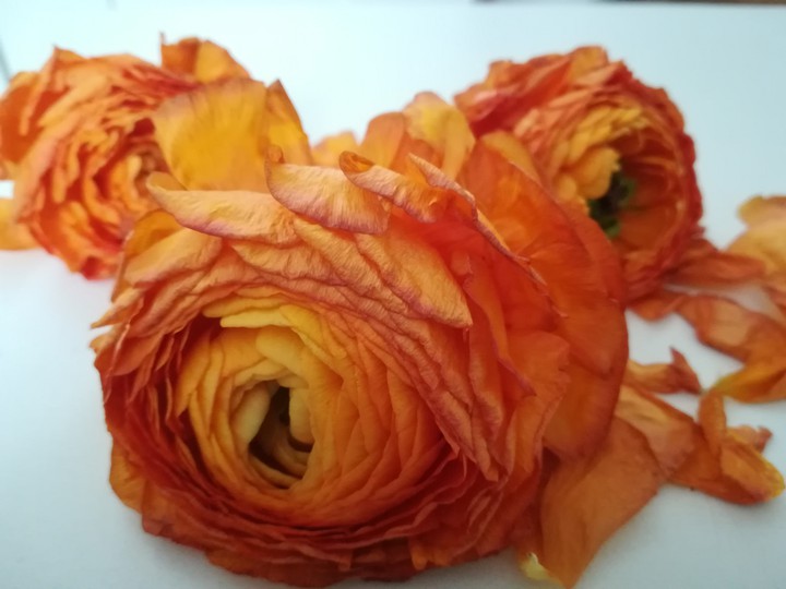 orange flower