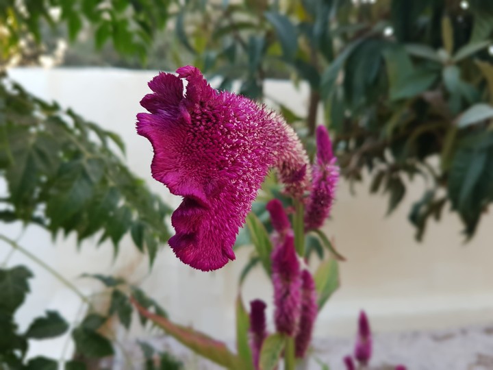 flower