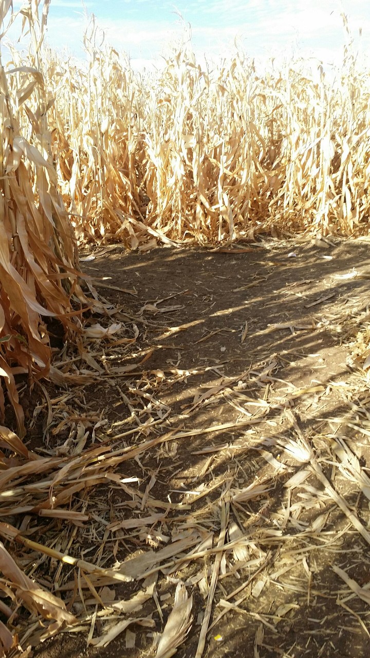 Corn maze