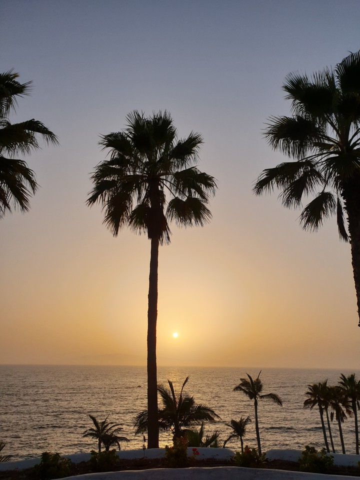 palms