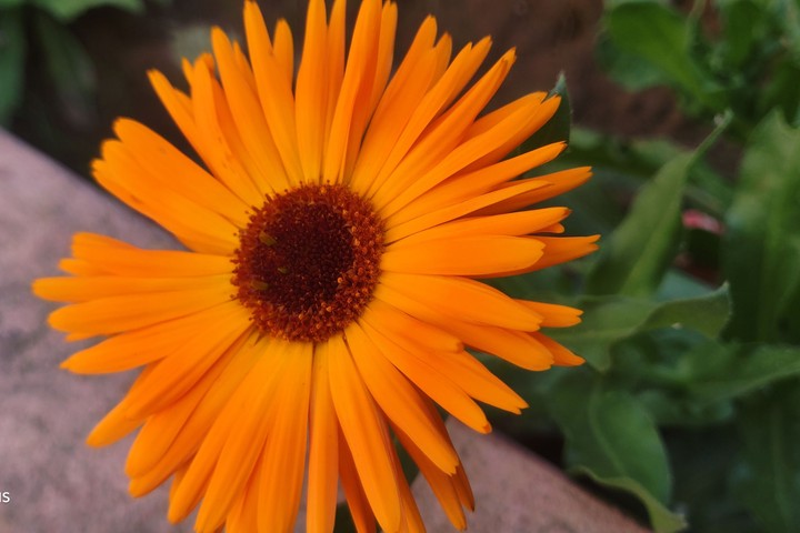 From My Garden: Clicked ❣️❣️