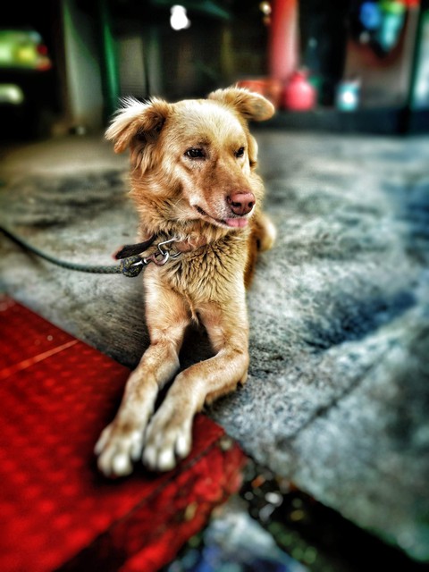dog