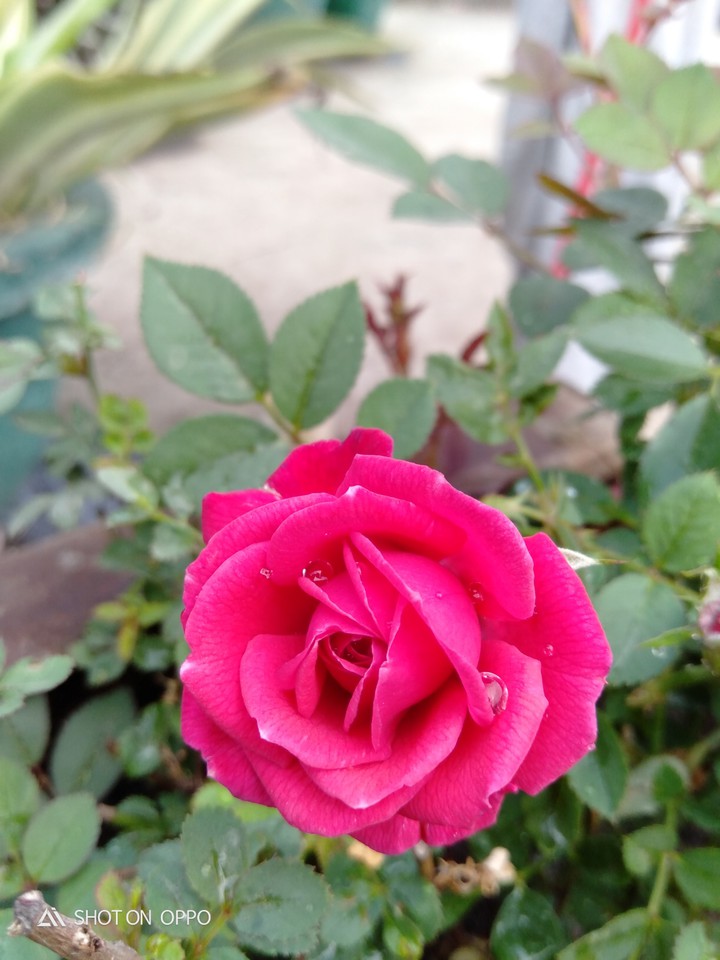 pretty rose