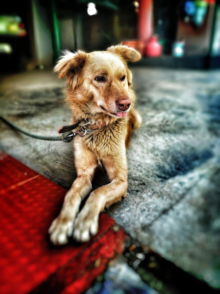 dog