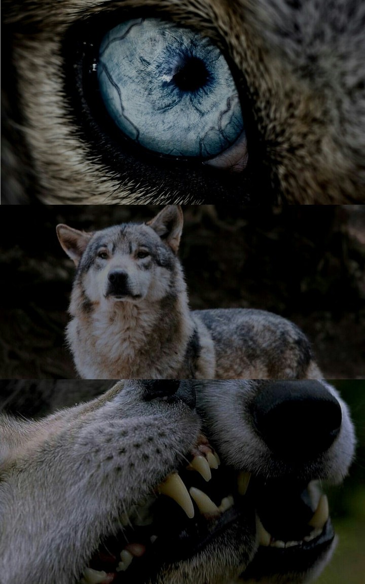 Wolf life