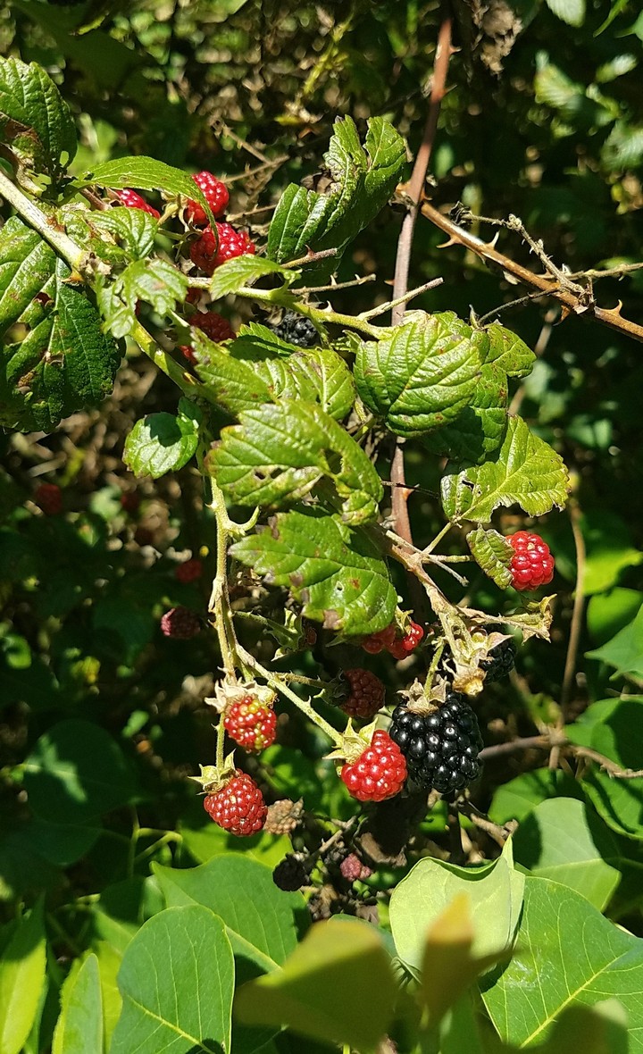wild berries