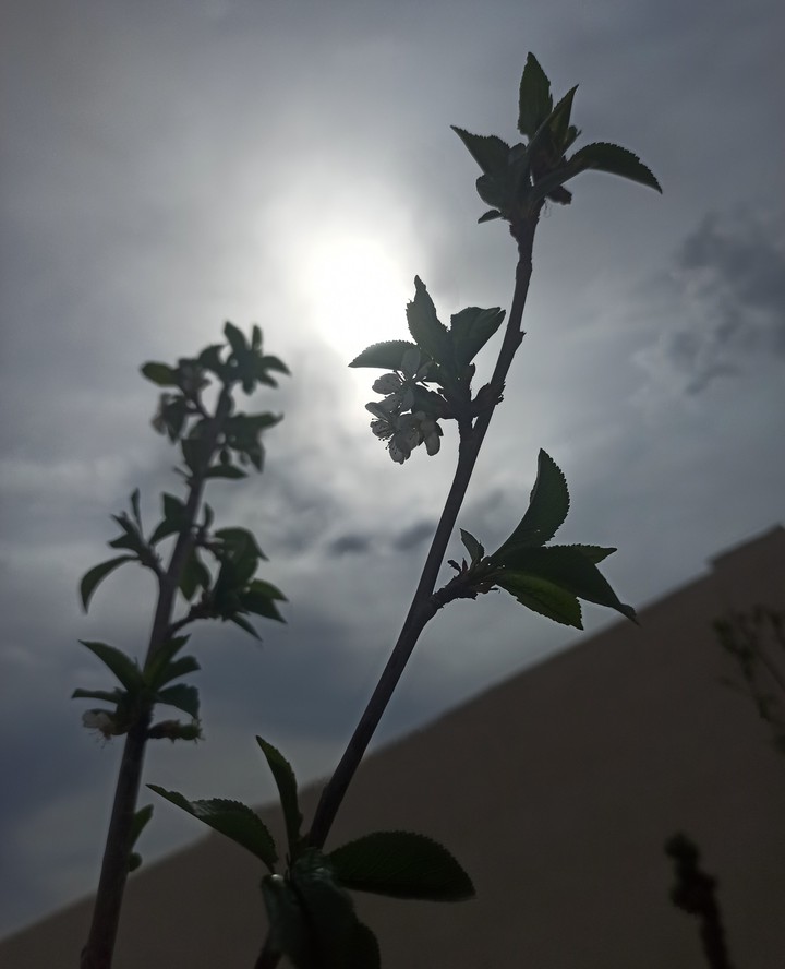 #nature