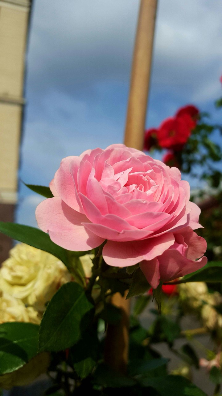 roses