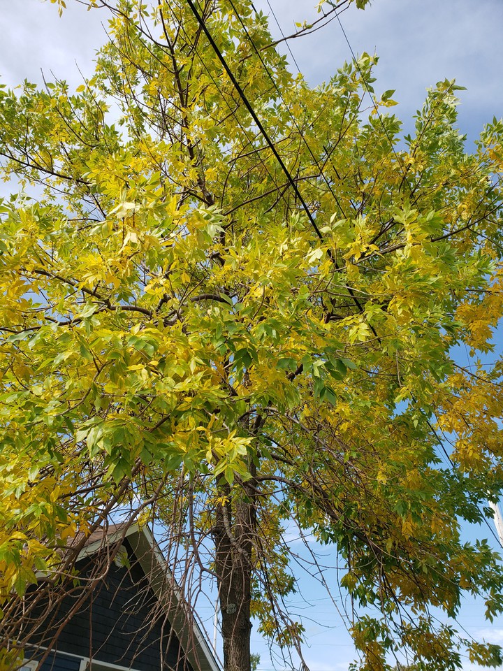 yellow and green