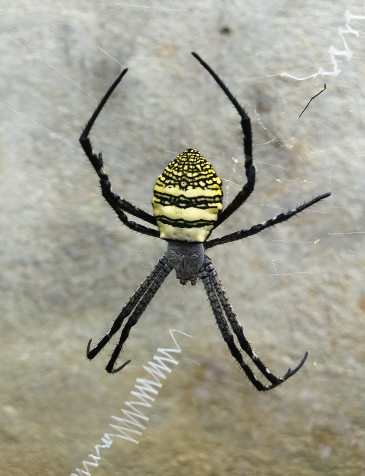 Spider