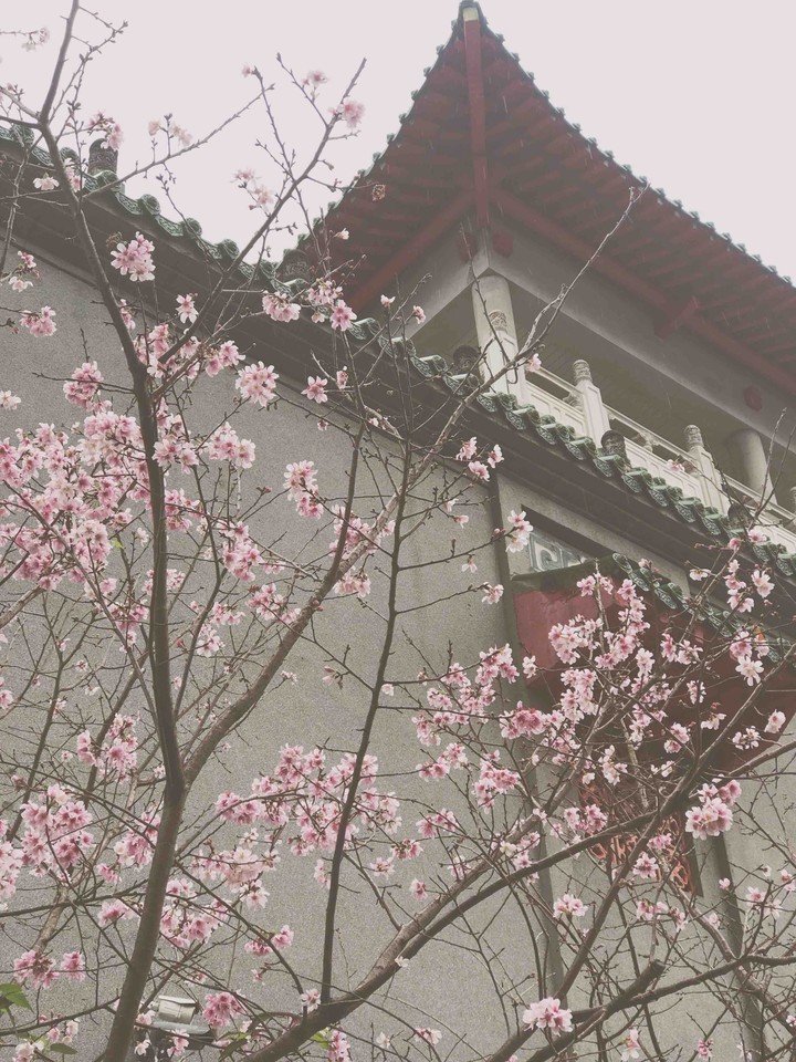 Cherry blossoms