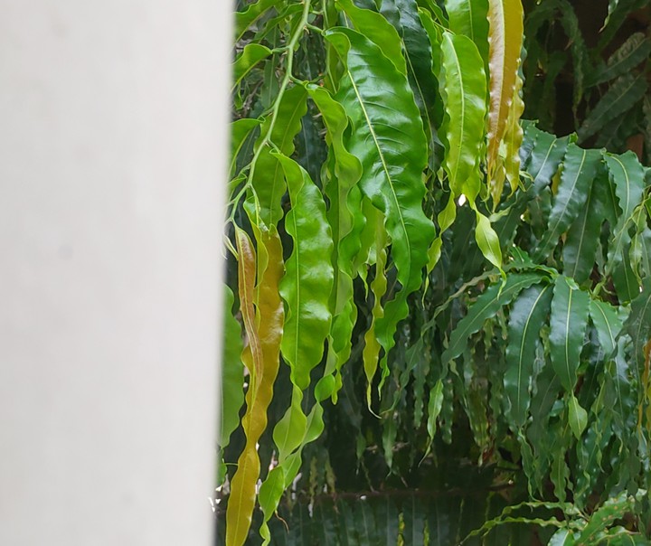 Leaves
