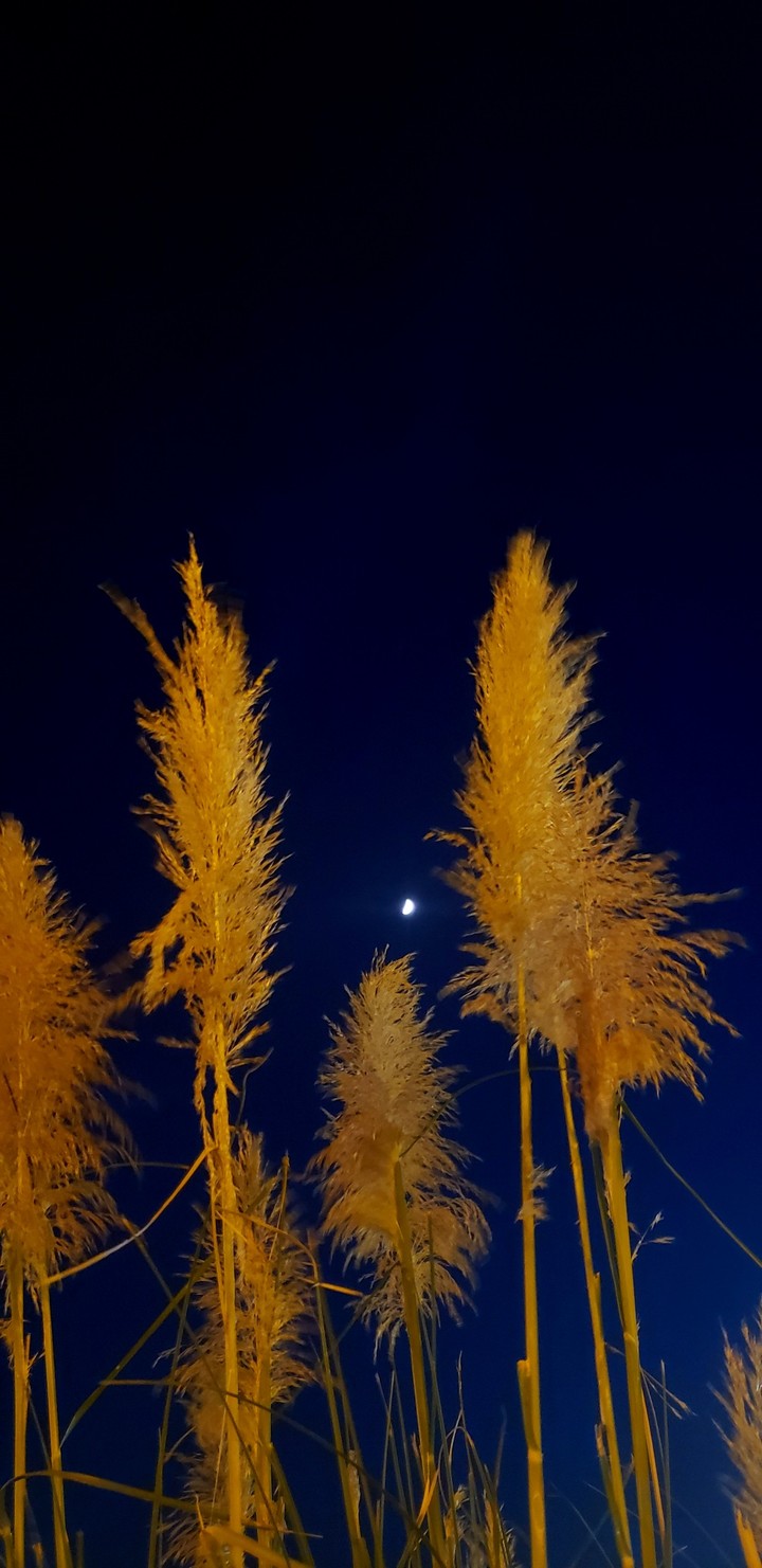 The Night