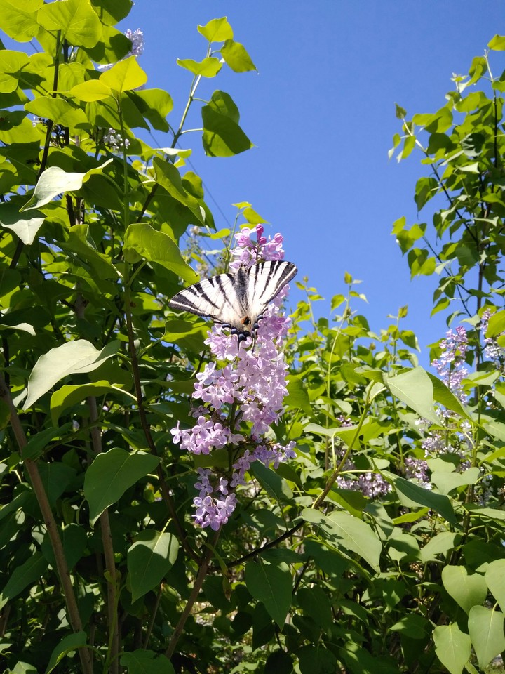 butterfly and lilac
