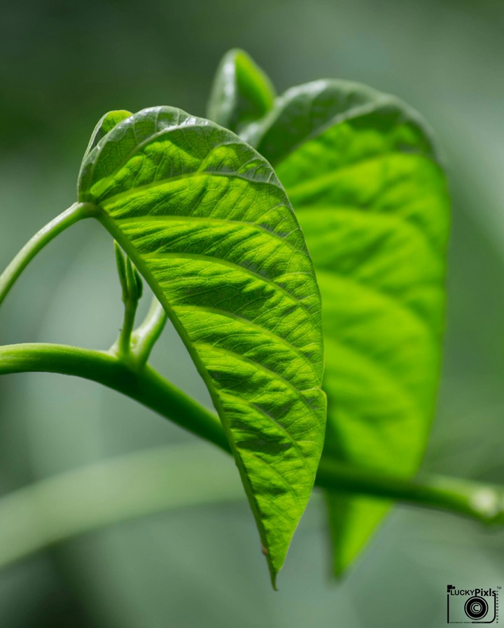 green leaf