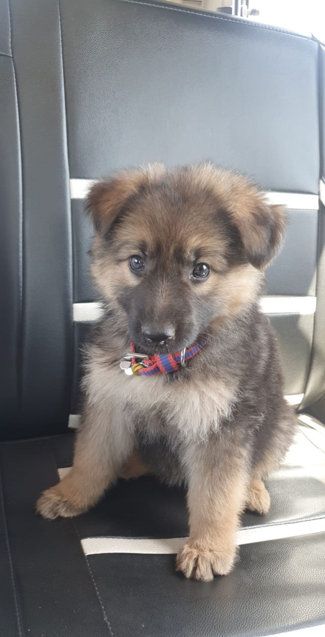 dog
