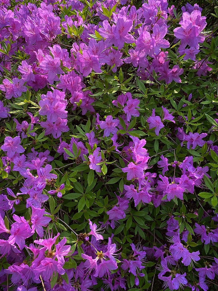 Purple flowers