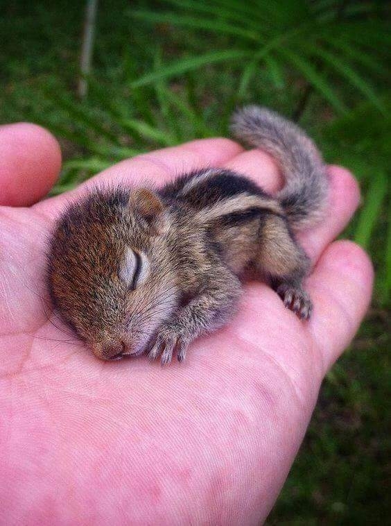 baby animals....