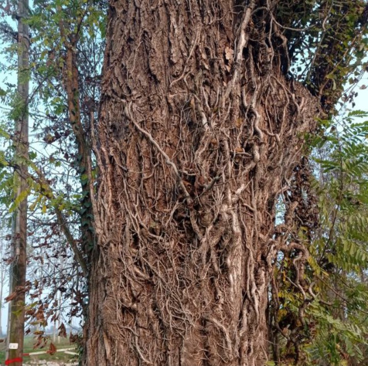 tree