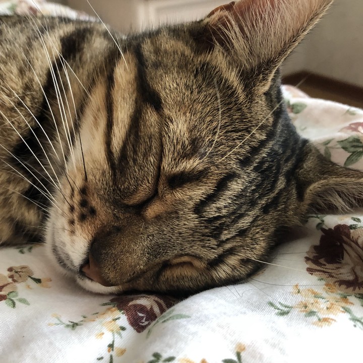 красивая кошка 