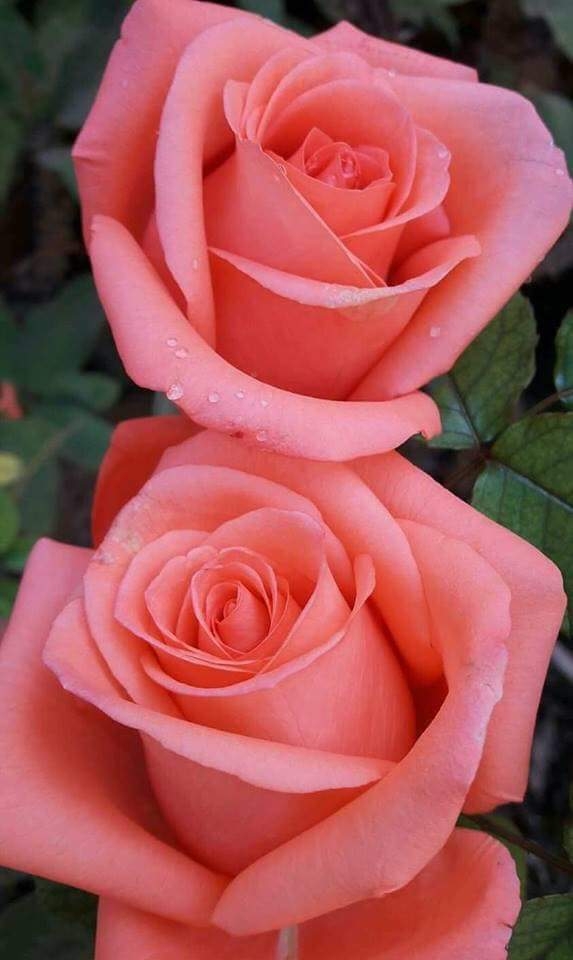 Roses