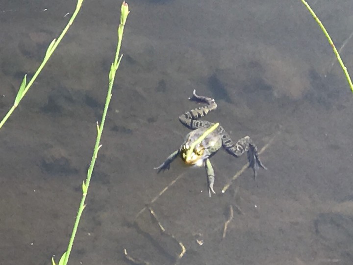 frog