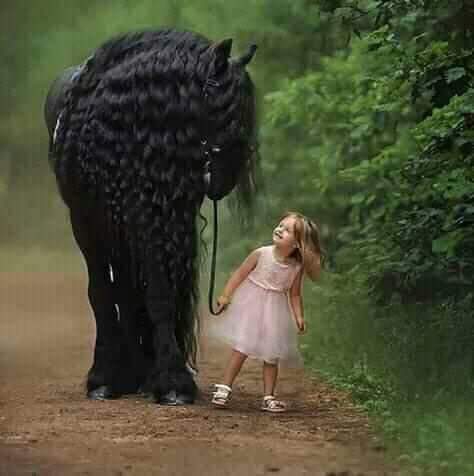 horse ?