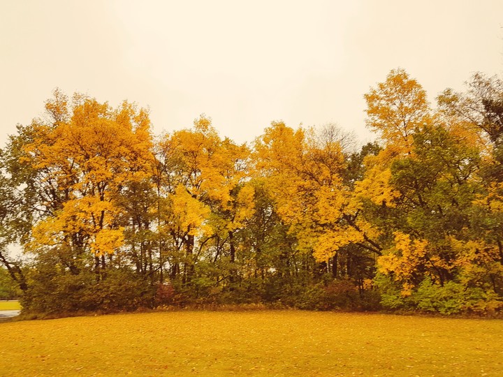 Yellow Nature