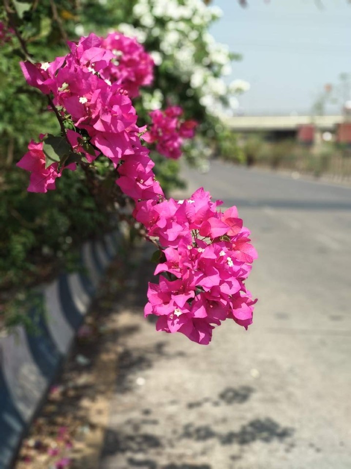 portrait mode