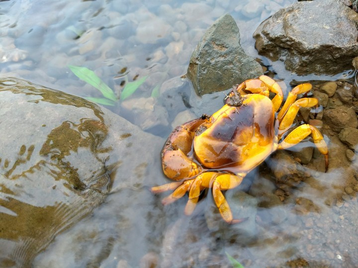 its Crab
