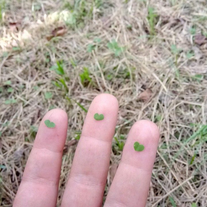☘️