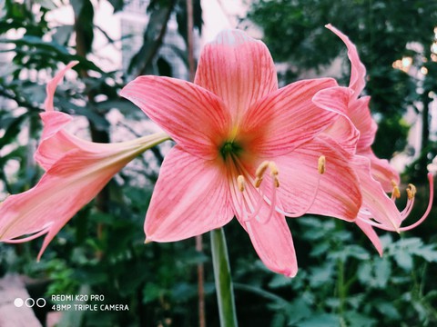 beautiful flower