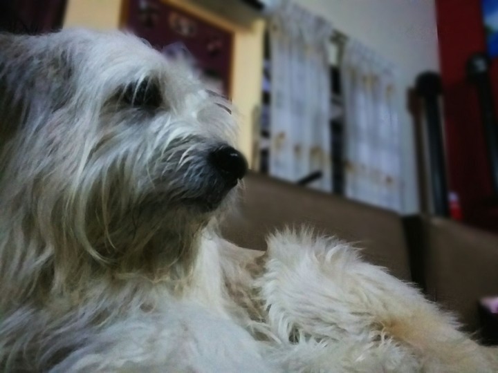 doggy