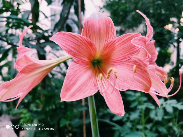 beautiful flower