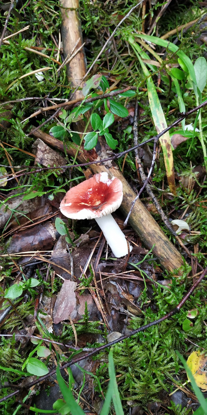mushroom