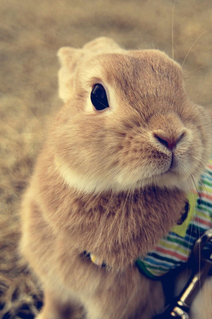 cute bunny