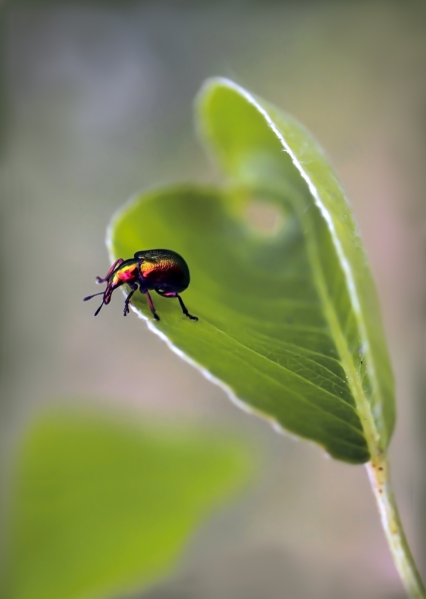 тапети arthropod, pest