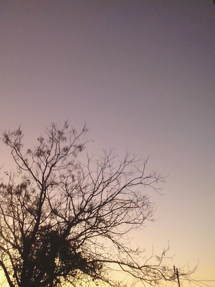 Backyard Tree